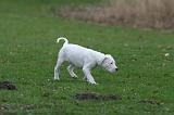 DOGUE ARGENTIN 245